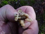 Clavulina cinerea image