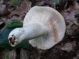 Russula compacta image