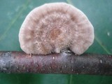 Trametes hirsuta image