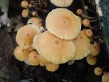 Xeromphalina kauffmanii image