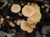 Xeromphalina kauffmanii image