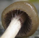 Psilocybe semilanceata image