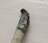 Psilocybe semilanceata image