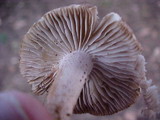 Collybia oregonensis image