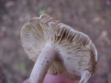 Collybia oregonensis image