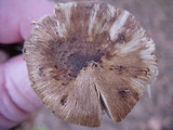 Collybia oregonensis image