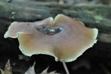 Royoporus badius image