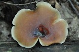 Royoporus badius image