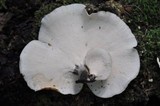 Royoporus badius image