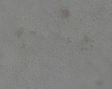 Royoporus badius image