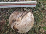 Calvatia pachyderma image