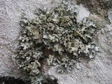 Parmotrema reticulatum image