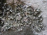 Parmotrema reticulatum image