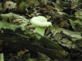 Pleurotus dryinus image