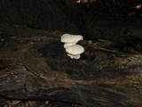 Pleurotus dryinus image