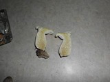 Pleurotus dryinus image