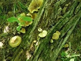 Tapinella atrotomentosa image