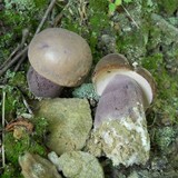 Tylopilus plumbeoviolaceus image