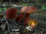Boletochaete bicolor image