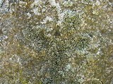 Phaeophyscia pusilloides image