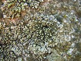 Phaeophyscia pusilloides image