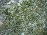 Phaeophyscia pusilloides image
