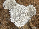 Dimelaena radiata image