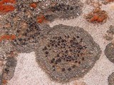 Lecania fructigena image