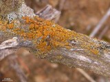Caloplaca stanfordensis image