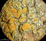 Caloplaca stanfordensis image