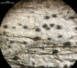 Arthopyrenia punctiformis image