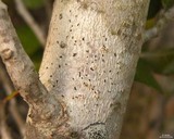 Arthonia albopulverea image
