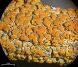 Caloplaca pyracea image
