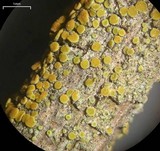 Caloplaca pyracea image