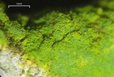 Chrysothrix xanthina image