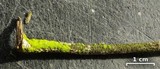 Chrysothrix xanthina image