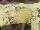 Pyrrhospora quernea image