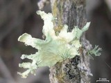 Ramalina pollinaria image