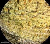 Caloplaca stipitata image