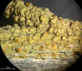 Caloplaca stipitata image