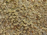 Cladonia nashii image