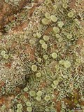 Cladonia nashii image