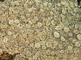Cladonia nashii image