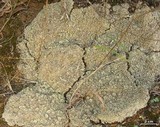 Cladonia nashii image