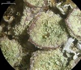 Cladonia nashii image