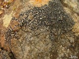 Buellia sequax image