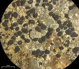 Buellia sequax image