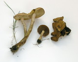 Pholiota terrestris image