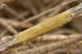 Pyrrhospora quernea image