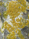 Caloplaca luteominia image